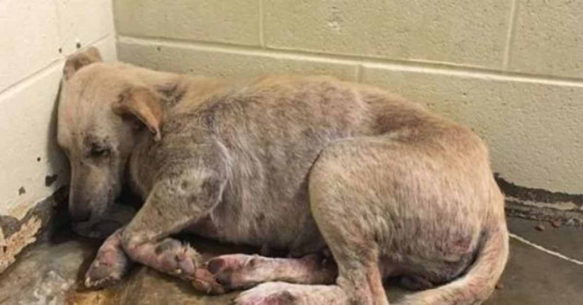 Câinele lăsat să moară împreună cu familia sa a fost prea speriat pentru a-și ridica capul