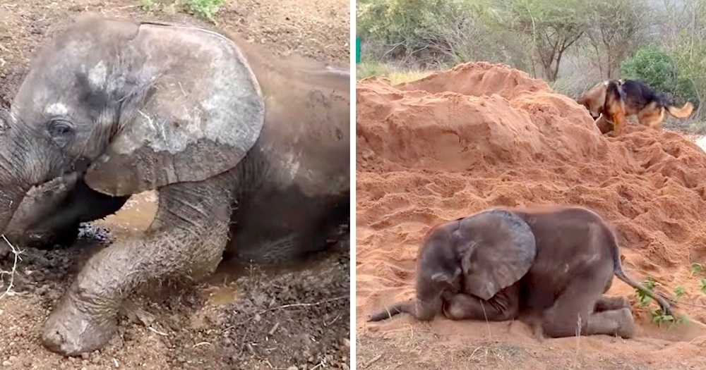 Un pui de elefant bolnav era pe moarte după ce turma lui l-a respins și își face un prieten puțin probabil