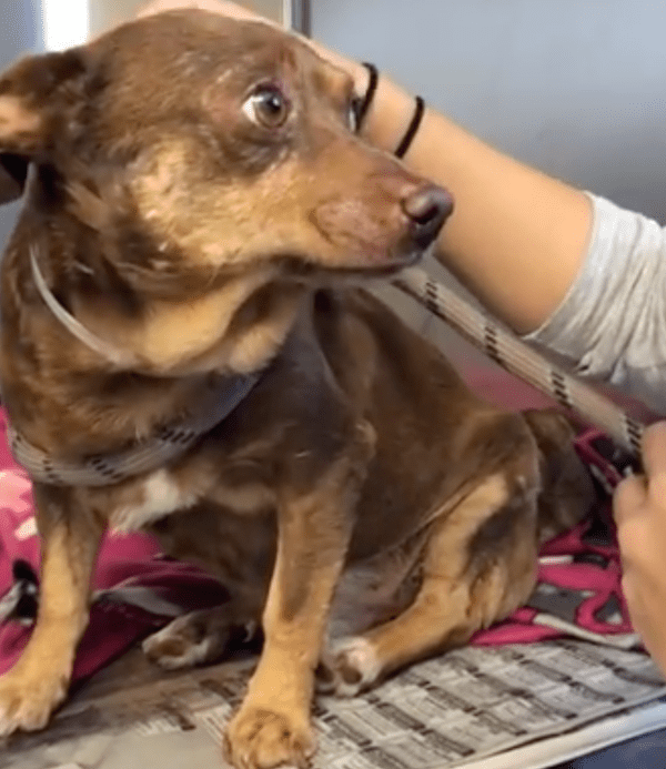Câinele în vârstă cu cei mai triști ochi este aruncat la adăpost pentru că „este prea bătrân”