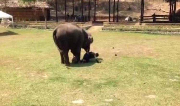 Un elefant este martor la „atacul” asupra îngrijitorului ei și se grăbește să o salveze