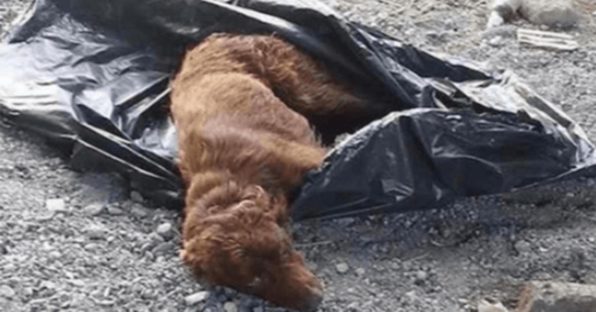 Câinele legat într-un sac de gunoi și lăsat să putrezească de albia unui râu este salvat la timp