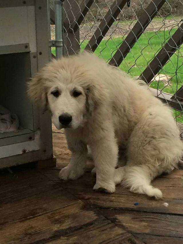 Un cățeluș neglijat din Great Pyrenees cu laba deformată are o a doua șansă