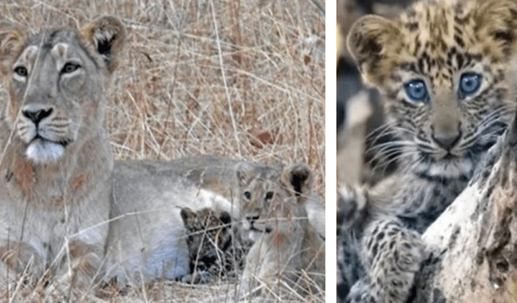 Mama leoaică adoptă un pui de leopard bolnav și crește ca al ei