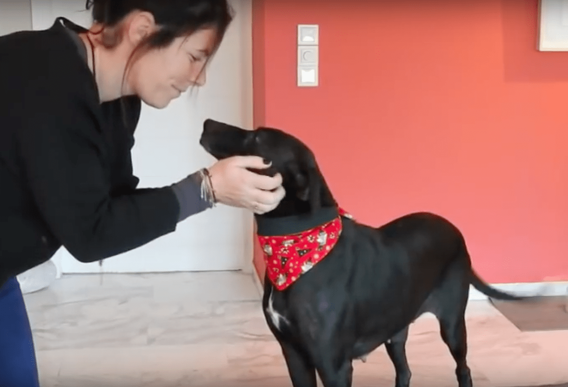 Câinele așteaptă 9 ani într-un adăpost înainte de a găsi o casă iubitoare