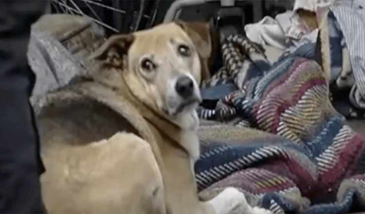 Câinele refuză să abandoneze cadavrul stăpânului său care a murit pe stradă