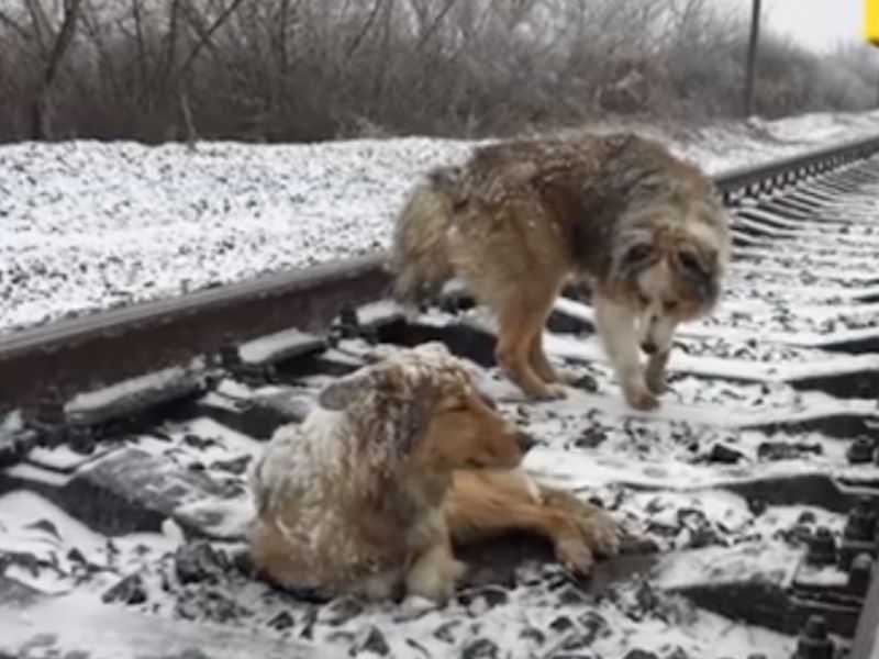 Câine rănit blocat în calea ferată timp de 2 zile protejat de un frate loial care a refuzat să plece