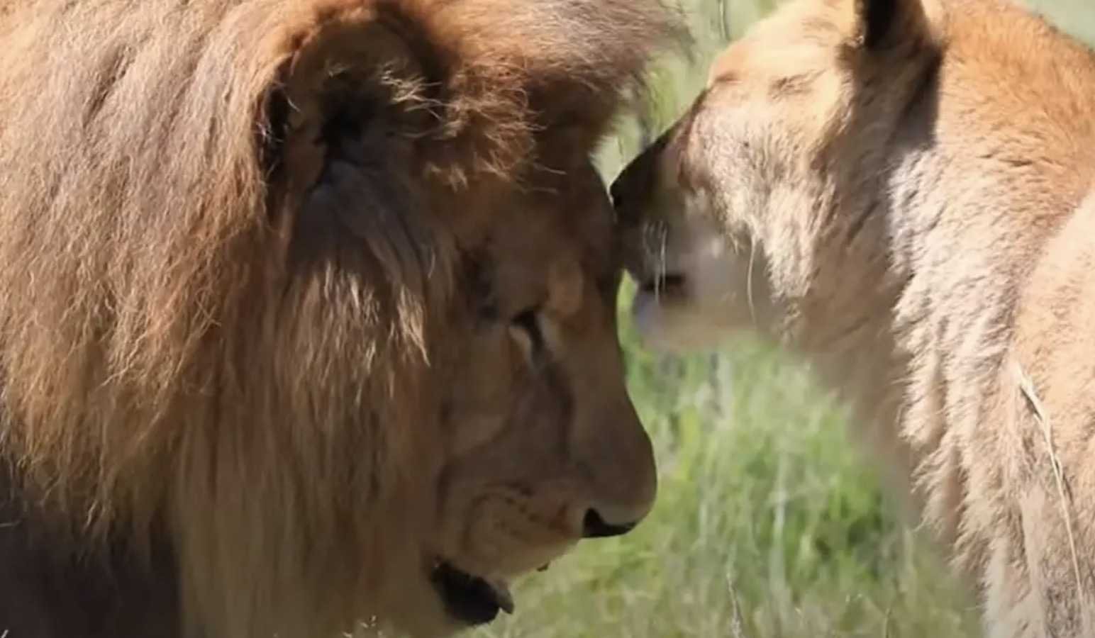 După 8 ani într-o cușcă, leii de circ salvați ating iarba pentru prima dată