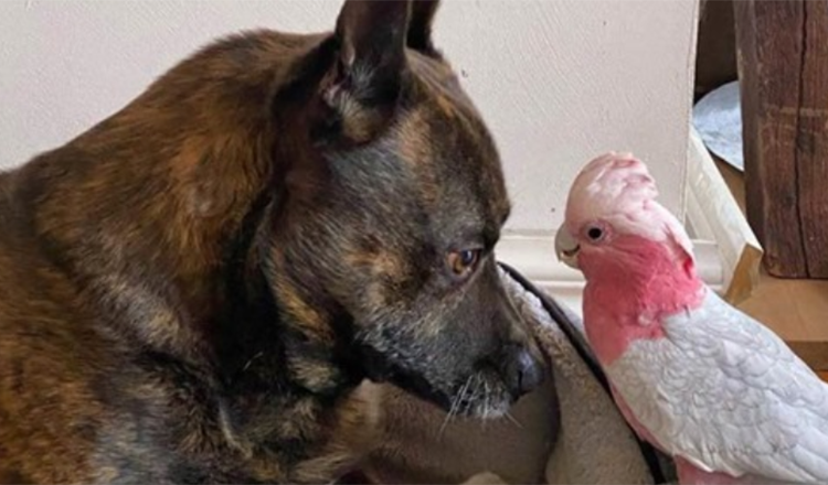 Câinele găsește un papagal rănit și acum sunt inseparabili
