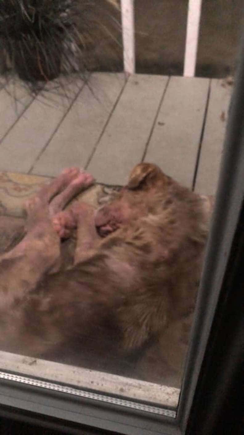 Bietul câine fără stăpân apare pe veranda familiei și refuză să plece