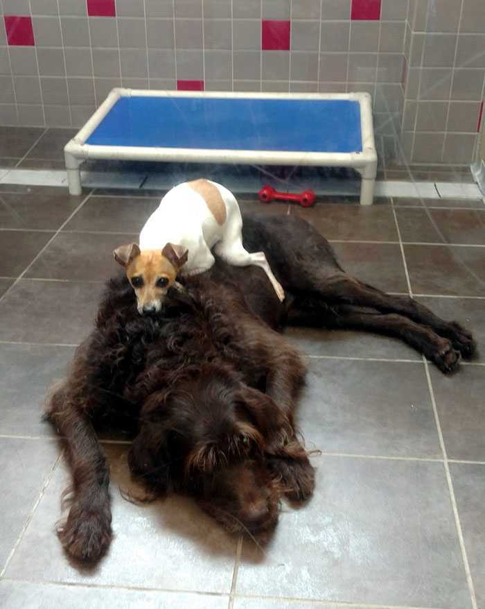 După ce și-au pierdut casele, acești doi câini nu se vor opri să se îmbrățișeze în adăpost