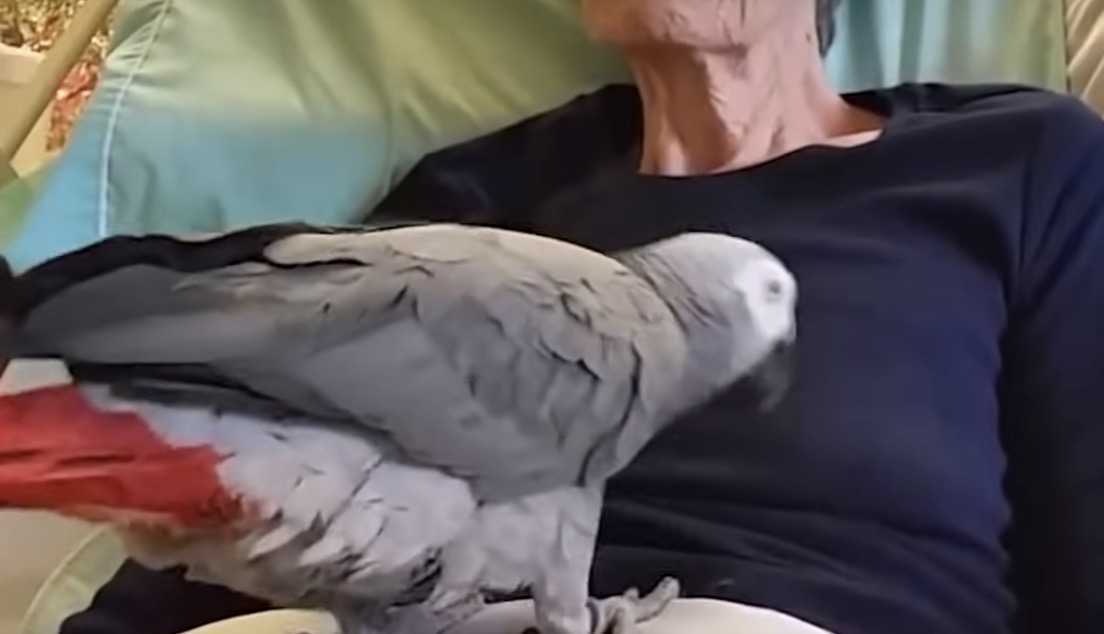 Un papagal începe să plângă când mama lui pe moarte spune: Te iubesc!