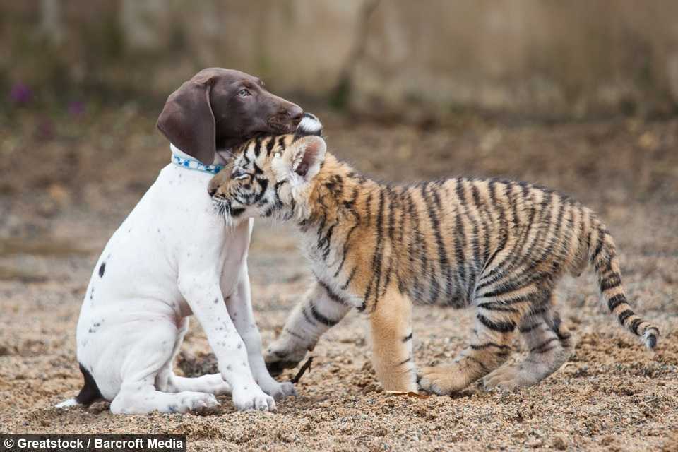 Tiger Cub respins de mama sa își găsește cel mai bun prieten la un cățel