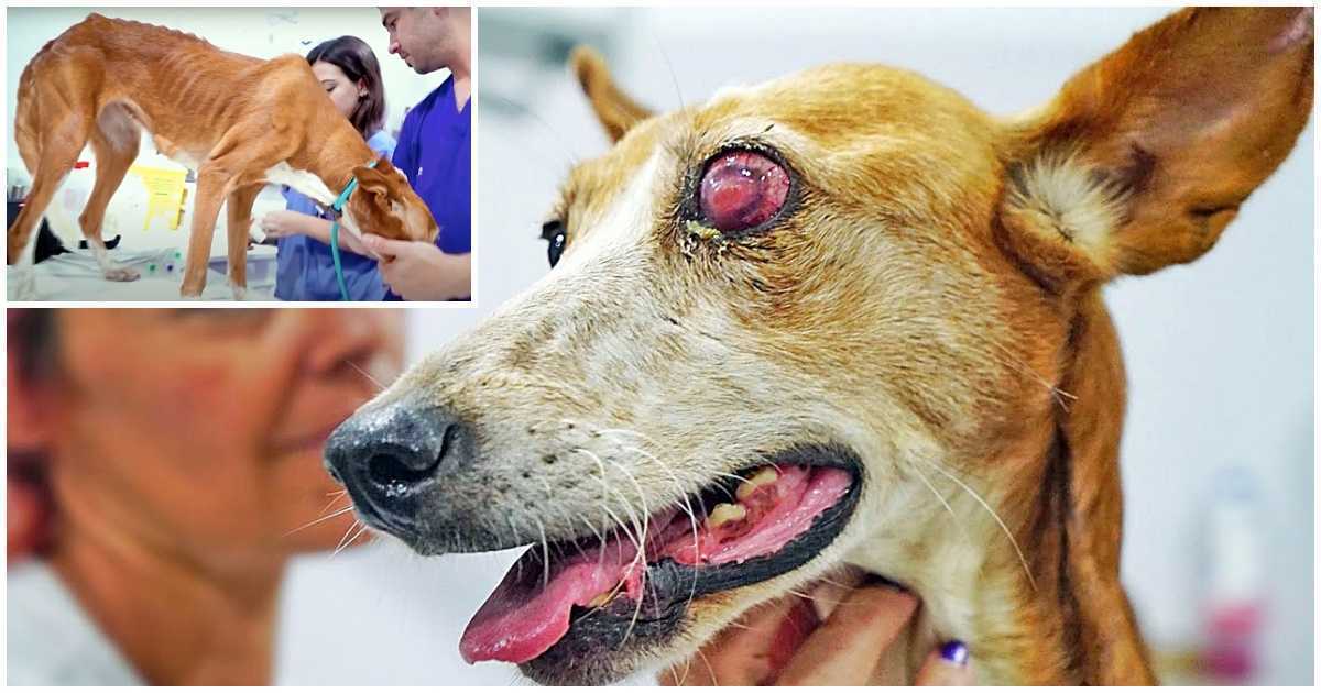 Câinele de vânătoare bătut a renunțat la viață după ce proprietarul a considerat-o „inutilă” și a abandonat-o