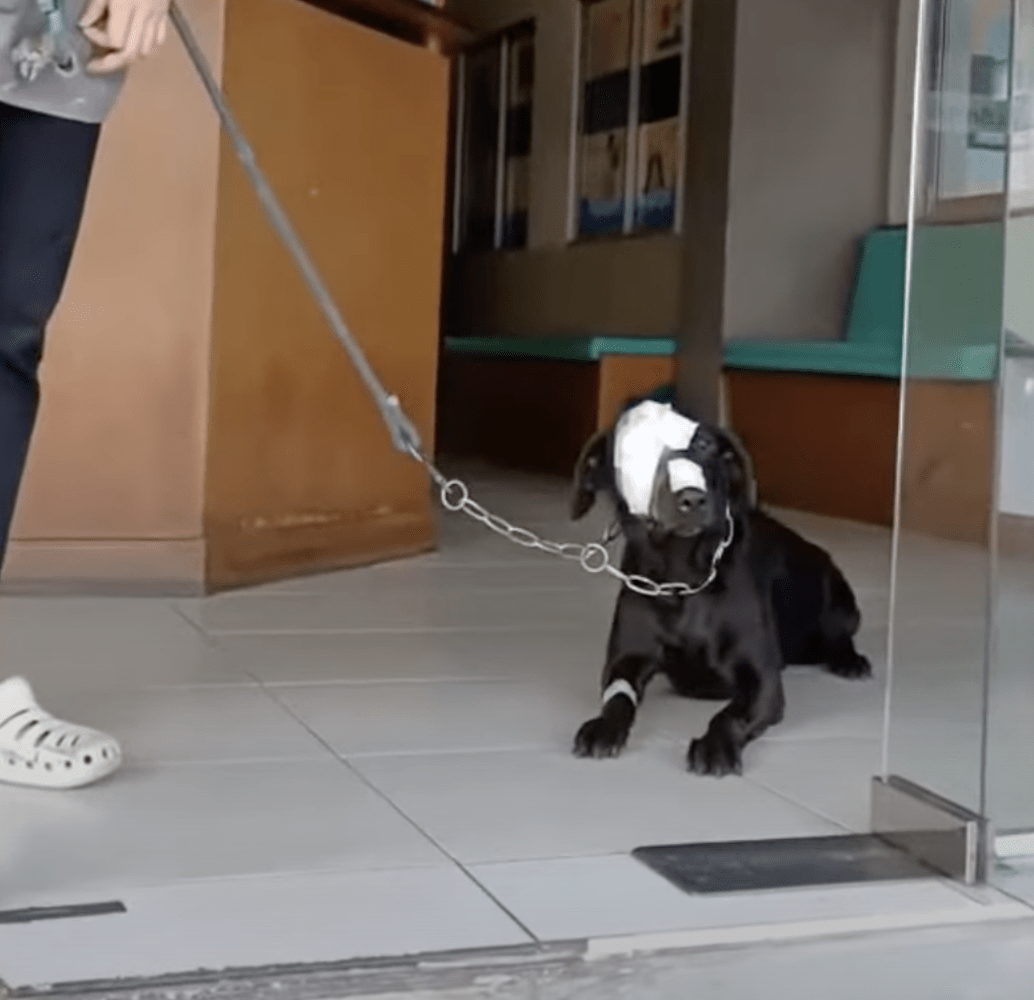 Câinele tratat cu cruzime se străduiește să facă un pas înapoi în lumea înfricoșătoare