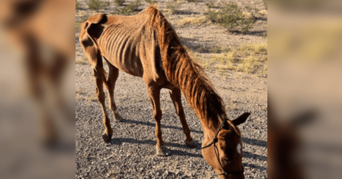 Cal de curse slăbit abandonat în deșert, salvat de un grup de salvare a animalelor din Arizona