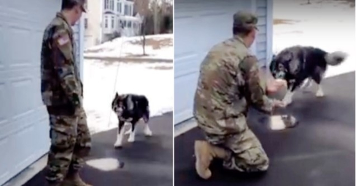 Câine-lup latră la un străin și nu și-a recunoscut tatăl militar pe care l-a dispărut