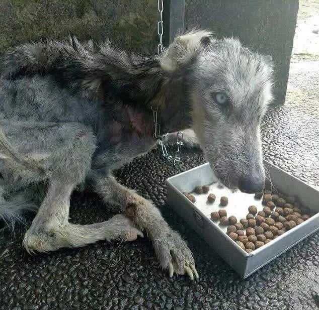 Tipul găsește pielea și oasele abandonate de husky și îl ajută să se recupereze