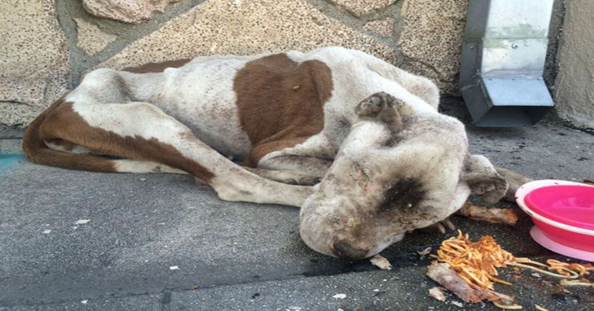 Câine înfometat găsit murind pe un trotuar primește puțină dragoste și este greu de crezut că este același câine