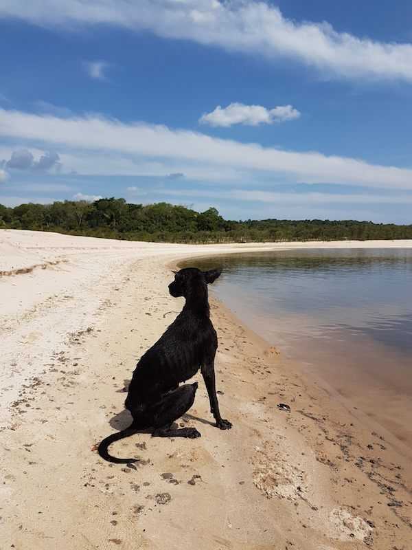 Un bărbat aflat în croazieră în jungla Amazonului găsește un câine pe insula pustie