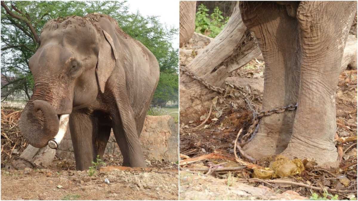 Supranumit Cel mai ghinionist elefant din lume, el nu a cunoscut decât o viață de suferință timp de 50 de ani