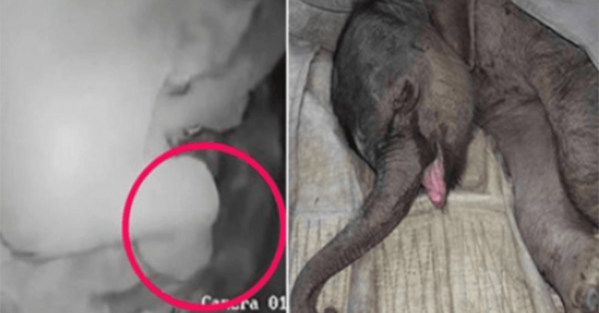 Un pui de elefant nou-născut este atacat de mama sa și este respins; Plânge timp de cinci ore