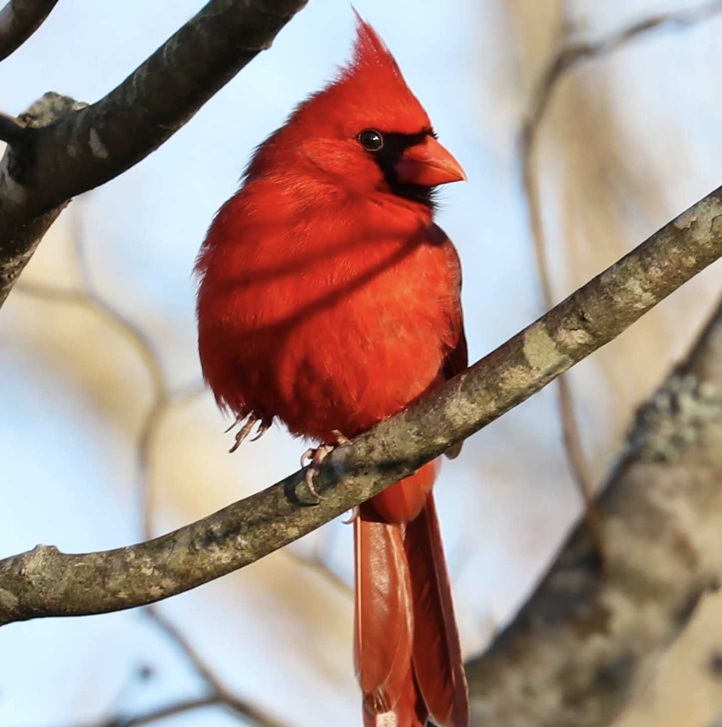 Cardinalul galben extrem de rar fotografiat în Alabama este „Unul la un milion” (7+ poze)