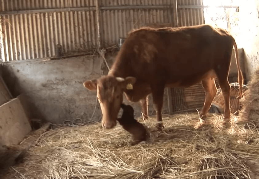 Câinele plânge Lacrimi de bucurie când se reunește în sfârșit cu vaca care l-a crescut