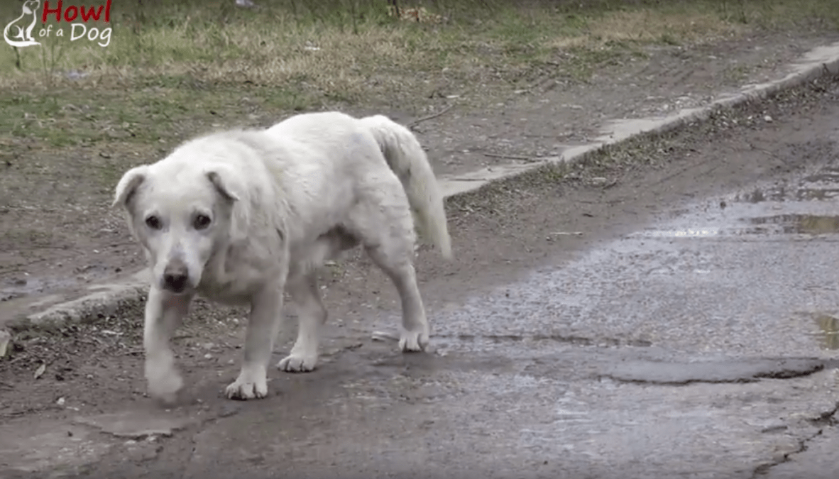 Câine a rămas cu inima frântă după ce s-a reunit cu stăpânul care nu-l mai dorea