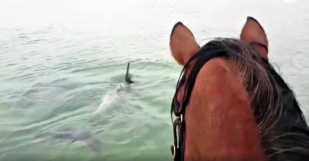 Cal capturat într-un videoclip viral care trapează în ocean pentru a întâlni delfini