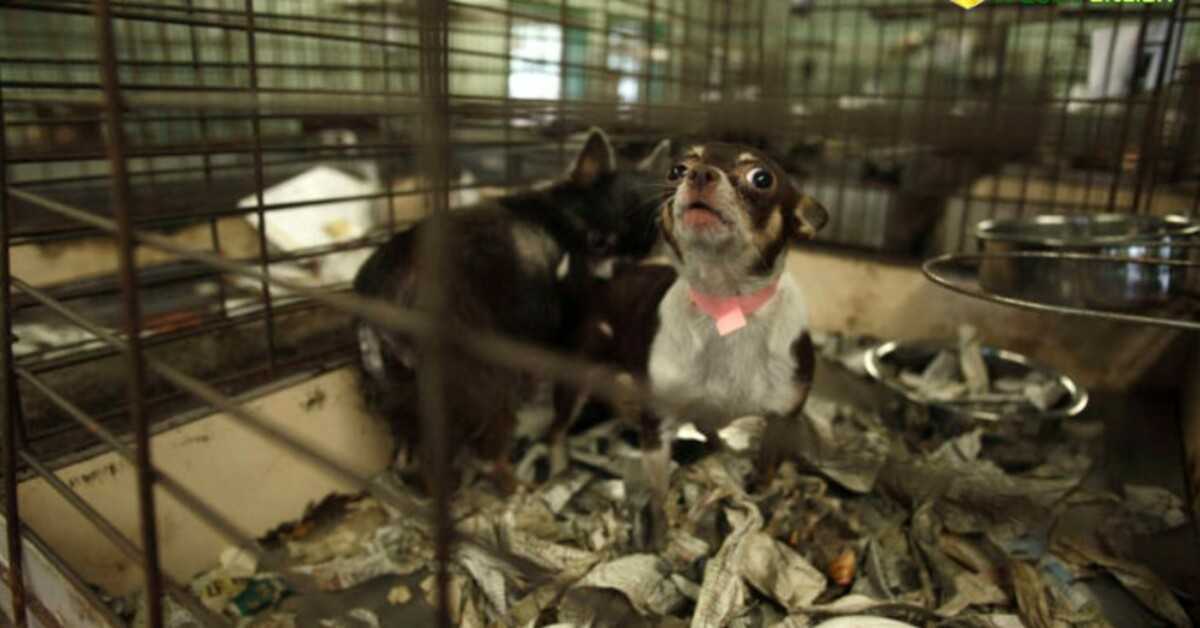 Acum, doar câinii și pisicile de salvare au voie să fie vândute la magazinele de animale de companie din California