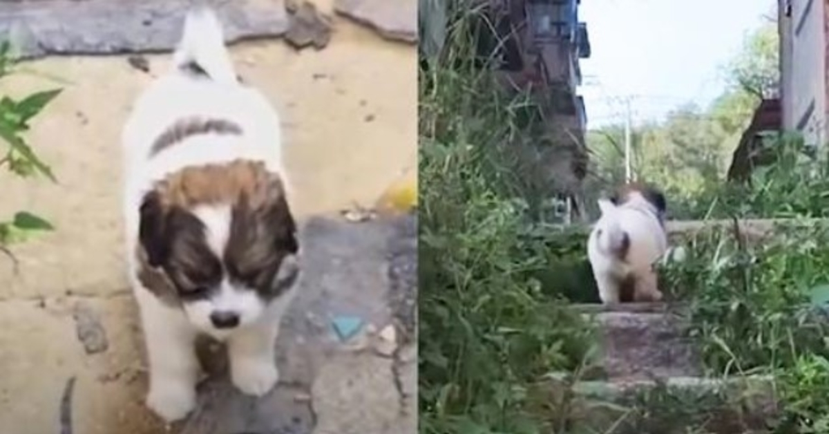 Stray Pup le cere cu tărie salvatorilor să-l urmeze până la o clădire abandonată