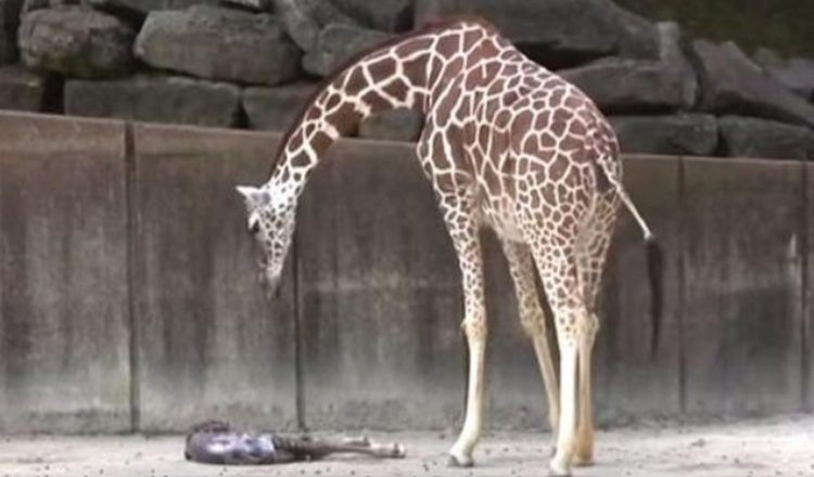 Mama girafa urmărește orice semn de viață la nou-născutul ei epuizat