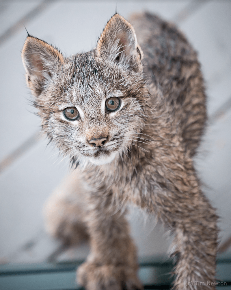 Un bărbat din Alaska se trezește și găsește familia Lynx jucându-se pe verandă