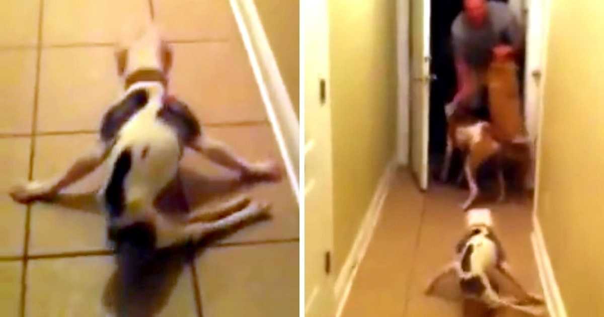 Câinele paralizat se grăbește să-și ureze bun venit tatălui ei soldat, care vine acasă de la desfășurare