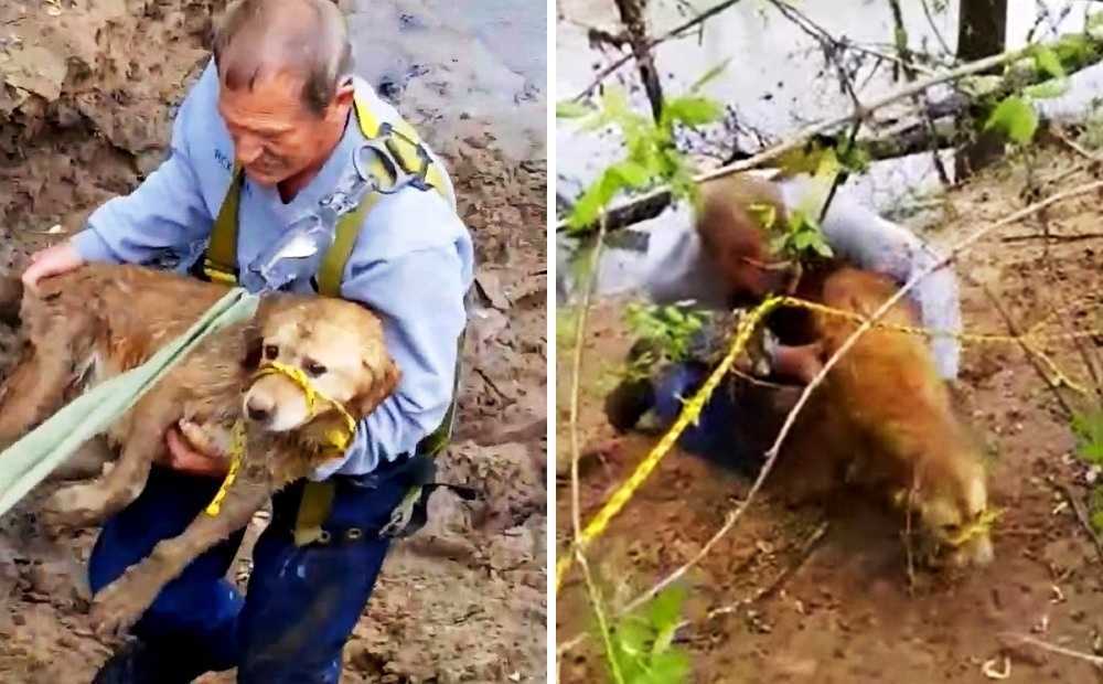 Câine dispărut găsit blocat pe malul râului, dar misiunea ei de salvare ia o întorsătură urâtă