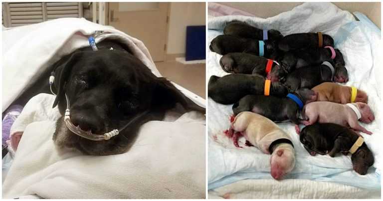 Mama câine aruncată la adăpost în timpul complicațiilor travaliului își pierde toți cei 21 de căței