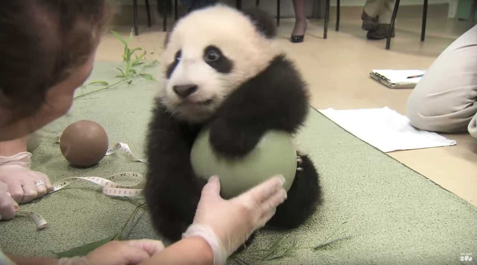 Au încercat să ia mingea de la Panda, el face cea mai adorabilă furie