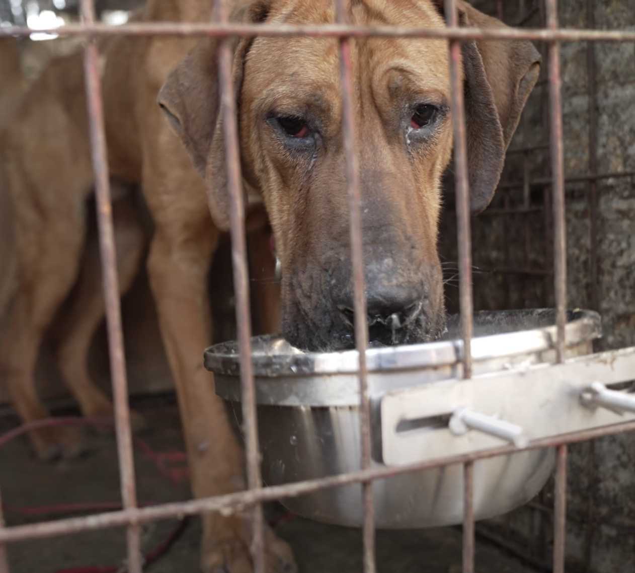 Ultimul câine care l-a salvat de la ferma de carne, Robin i-a fost frică să-și părăsească canisa