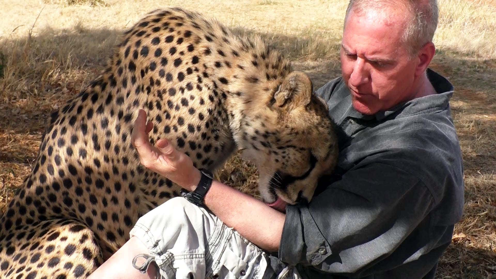 Ghepardul vede un fotograf de animale sălbatice dormind sub un copac, decide să i se alăture și să doarmă și el