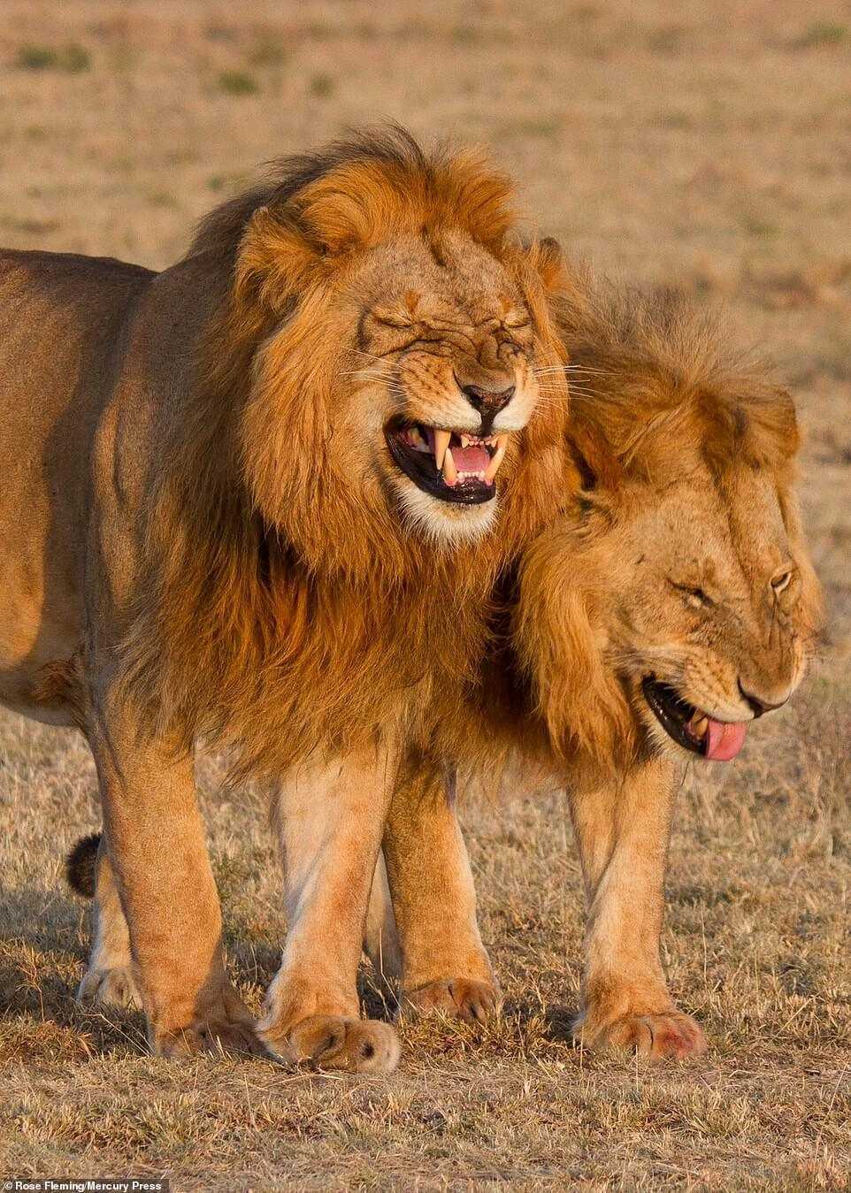 Lion Duo surprins pe camera chicotind în Parcul Național Masai Mara, Kenya