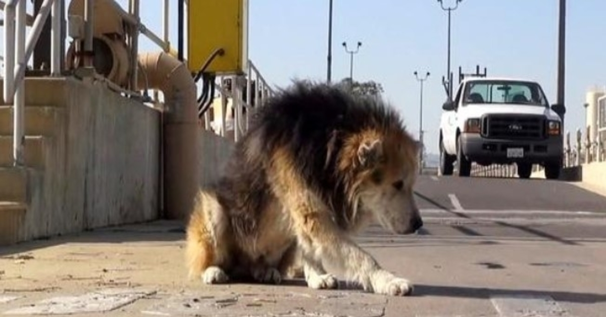 Câine în vârstă aruncat la o stație de tratare periculoasă cade în canalizare și miroase a putred